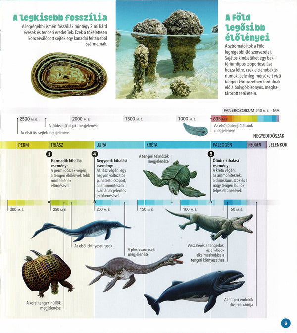 Dioráma - Tengeri állatvilág könyv